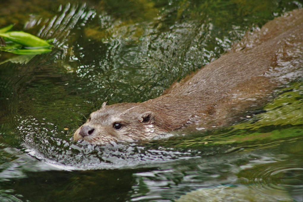 Loutre d'Europe